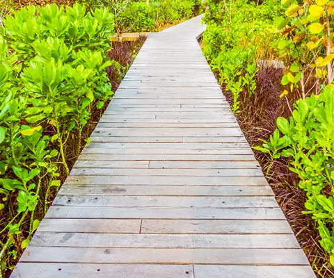 Wood walkway built through a backyard