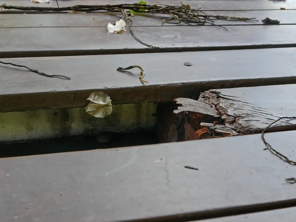 Lifecycle of Dry Rot